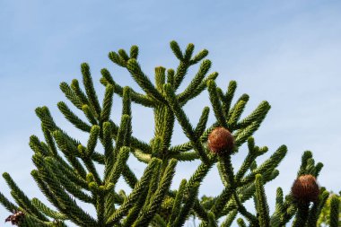 Araucaria ya da mavi arka planlı maymun kuyruk ağacı üzerindeki Araucaria kozalakları, dikenli yapraklı ve tohumlu bitkinin iğnelerinin özel botanik kozalaklarıyla nesli tükenmekte olan bitkinin sivri detaylarını gösteriyor.