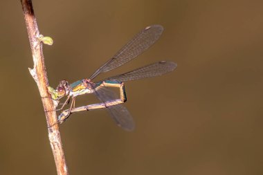 Tek bir yusufçuk ya da bir çift mavi yusufçuk yaz mevsiminde bir bahçe havuzunda çiftleşmek ve yumurtlamak için çiftleşirken su yüzeyinde sonraki kızböcekleri için yumurtalarını bırakırken ikili odonata gösterirler.