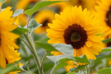 Sarı yapraklarla doğal güzelliğini gösteren güzel sarı ayçiçekleri ve büyüyen ayçiçeği tohumlarını ve yazın uçan arılar ve yaban arıları gibi böceklere nektar ve polen sunan