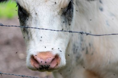 Cow head with many flies on its nose is struggling with a swarm of flies in summer as infective swarm and pest for animals that can transmit diseases and are danger for domestic cattle beef production clipart