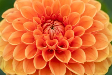 Beautiful macro of a colorful dahlia blossom showing the natural beauty and garden lovers passion from spring to summer in parks and gardens with intense colors in purple dark red and orange colors clipart