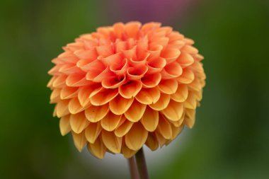 Renkli bir yıldız çiçeğinin güzel makrosu bahardan yaza kadar olan doğal güzelliği ve bahçe aşklarını gösteriyor. Parklarda ve bahçelerde koyu kırmızı ve turuncu renkte yoğun renkler var.