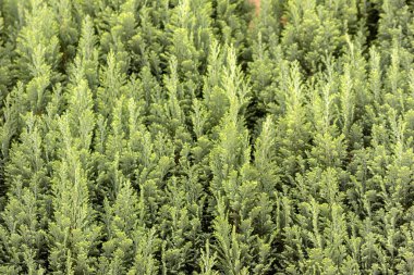 İtalyan selvi arka planı veya Akdeniz selvi arka planı, doğal arkaplan olarak selvi bitkilerinin yeşil yapraklarını ve rahatlatıcı yeşil renklere sahip sürdürülebilir duvar kağıtlarını gösterir