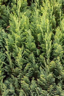 Italian cypress background or Mediterranean cypress background in close-up macro view shows green leaves of cypress plants as natural background and sustainable wallpaper with relaxing green colors clipart