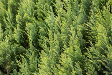 İtalyan selvi arka planı veya Akdeniz selvi arka planı, doğal arkaplan olarak selvi bitkilerinin yeşil yapraklarını ve rahatlatıcı yeşil renklere sahip sürdürülebilir duvar kağıtlarını gösterir