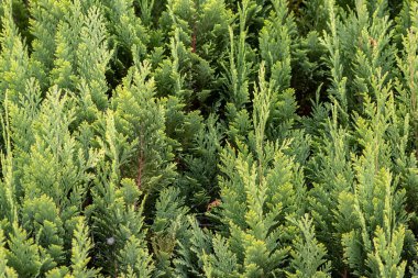 İtalyan selvi arka planı veya Akdeniz selvi arka planı, doğal arkaplan olarak selvi bitkilerinin yeşil yapraklarını ve rahatlatıcı yeşil renklere sahip sürdürülebilir duvar kağıtlarını gösterir