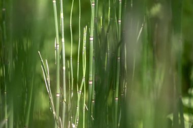 Yeşil bambu arkaplan ya da yeşil bambu duvar kağıdı yakın çekim makro görüntüsünde sürdürülebilir duvar kağıdı veya zarif doğal arkaplan yeşili renkleri olarak yeşil bulanık seviyeli bambu yapısının ayrıntılarını gösterir