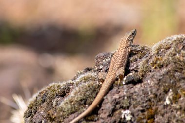 Shy Lizard on the hunt for insects on a hot volcano rock warming up in the sun as hematocryal animal in macro view and close-up to see the scaled skin details of little saurian needs to shed or molt clipart