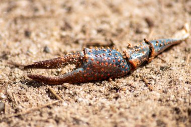 Yengeç ya da kerevit kıskaçları, öldürülmüş yengeç ya da kerevit ve yengeç iskeletinin geri kalanıdır. Nehir kıyısında bulunur ve vahşi doğada güçlü kıskaçlarla yaşam mücadelesini gösterir.