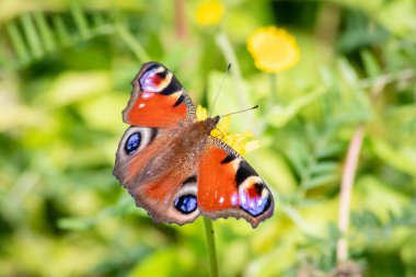 Menekşe çiçeğindeki tavus kuşu kelebeği makrosu, yakın çekim makro görüntüsünde, kelebeğin koruyucu bir kamuflaj olarak bir hayvanın gözünü taklit eden renkli kanatlarla toz alan kelebeğin filigran detaylarını gösteriyor.