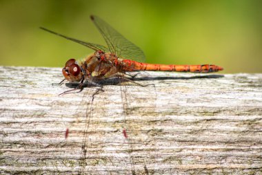 Kırmızı yusufçuk profilinde böcek katili yusufçuğun güneş ışığında ısınırken etkileyici bir görüntüsü var. Sineklerin ya da böceklerin faydalı kırmızı yüzlü, makro gözlü kanatlar için avlanmasını bekliyor.