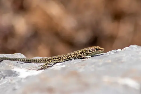 stock image Shy Lizard on the hunt for insects on a hot volcano rock warming up in the sun as hematocryal animal in macro view and close-up to see the scaled skin details of little saurian needs to shed or molt