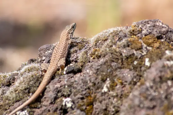 stock image Shy Lizard on the hunt for insects on a hot volcano rock warming up in the sun as hematocryal animal in macro view and close-up to see the scaled skin details of little saurian needs to shed or molt