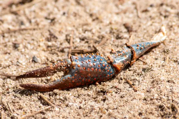 stock image Truncated claws of a crab or crawfish are the rest of a killed crab or crawfish and its crab skeleton found at a shore of a river and shows the fight of life in the wilderness with strong pincers