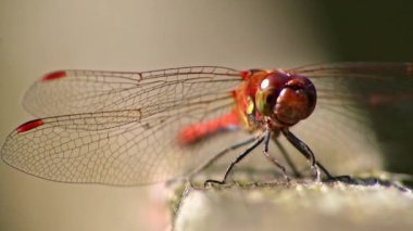 Kırmızı yusufçuk profilinde böcek katili yusufçuğun güneş ışığında ısınırken etkileyici bir görüntüsü var. Sineklerin ya da böceklerin faydalı kırmızı yüzlü, makro gözlü kanatlar için avlanmasını bekliyor.