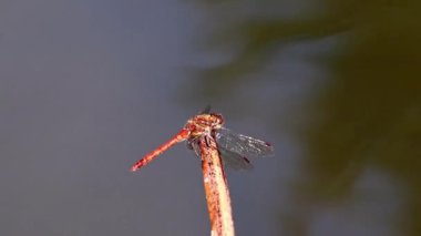 Kırmızı yusufçuk profilinde böcek katili yusufçuğun güneş ışığında ısınırken etkileyici bir görüntüsü var. Sineklerin ya da böceklerin faydalı kırmızı yüzlü, makro gözlü kanatlar için avlanmasını bekliyor.