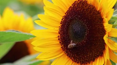 Sarı yapraklarla doğal güzelliğini gösteren güzel sarı ayçiçekleri ve büyüyen ayçiçeği tohumlarını ve yazın uçan arılar ve yaban arıları gibi böceklere nektar ve polen sunan