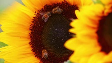 Sarı yapraklarla doğal güzelliğini gösteren güzel sarı ayçiçekleri ve büyüyen ayçiçeği tohumlarını ve yazın uçan arılar ve yaban arıları gibi böceklere nektar ve polen sunan