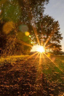 Renkli yapraklar ve sonbaharda yemyeşil yapraklar arasında gün batımı güzel bir güneş ışığı parkın altın saat açık romantik atmosferini gösterir.
