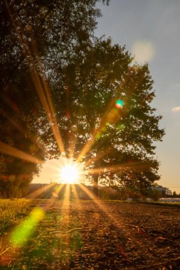 Renkli yapraklar ve sonbaharda yemyeşil yapraklar arasında gün batımı güzel bir güneş ışığı parkın altın saat açık romantik atmosferini gösterir.