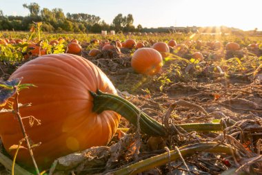 Gün batımında organik balkabağı tarlası alçak açılı. Şükran Günü ve Ekim sonbahar süslemeleri için kabak ve Cadılar Bayramı balkabakları var. Fotokopi alanı ve büyük balkabağı hasadı eşliğinde ılık günbatımı süslemeleri var.