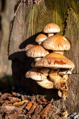 Çürümüş ağaç gövdesindeki mantar kolonisi, orman ekosisteminde, doğal arka planda fotokopi alanı olan mantar miselyumlu sıcak güneş ışığında geri dönüşen bir grup mantar gibi çürür ve çürür.