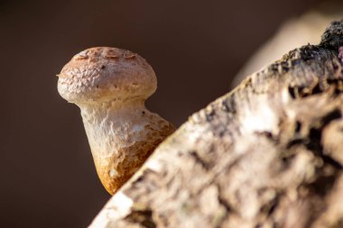 Çürümüş ağaç gövdesindeki tek bir mantar, orman ekosisteminde mantar miselyumlu ve doğal bulanık arkaplanı olan sıcak güneş ışığında mantar geri dönüşümü olarak tahtaları çürütür ve çürütür.
