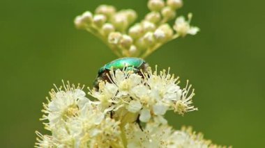 Büyük gül saman ağacı, büyük gül böceği ya da kabarık bir çiçekte bal ve nektar ararken parlak yeşil sırtı ve parlak yeşil kanatları olan tozlaşma ve parlak yeşil kanatları olan büyük gül chafer.
