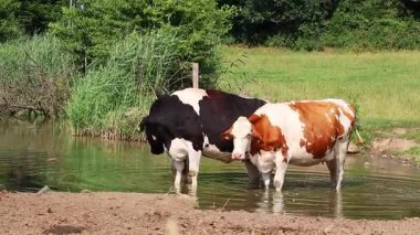 Süt inekleri bir göletin kenarında otlar ve yaz sıcağından serinlerler organik süt ve organik et üretimi için organik tarım arazilerinde sürdürülebilir tarım için daha fazla hayvan refahı için.