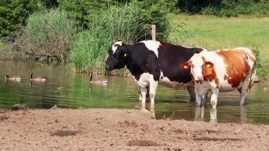 Süt inekleri bir göletin kenarında otlar ve yaz sıcağından serinlerler organik süt ve organik et üretimi için organik tarım arazilerinde sürdürülebilir tarım için daha fazla hayvan refahı için.