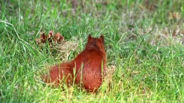 Avrasya kızıl sincabının fındık yemesini önle. Çalı kuyruklu ve sonbahar güneşinde kırmızı kürklü oturuyor. Sert kış için yiyecek arıyor, fındık arıyor ve soğuk kış zamanında hayatta kalmak için yiyecek arıyor.