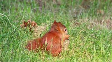 Avrasya kızıl sincabının fındık yemesini önle. Çalı kuyruklu ve sonbahar güneşinde kırmızı kürklü oturuyor. Sert kış için yiyecek arıyor, fındık arıyor ve soğuk kış zamanında hayatta kalmak için yiyecek arıyor.