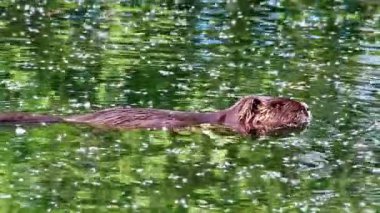 Sıcak yaz mevsiminde istilacı türler olarak yiyecek aramak için göl kıyısında yüzen ve Avrupa 'ya yeni türler getiren kunduz ya da ağızlık kürkü ve uzun kuyruk coypus ile su sıçanı gibi iyi bir yüzücüdür.