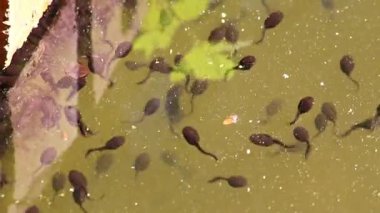 Birçok küçük polywog ve kurbağa yavrusu yazın göl kıyısında yüzerek uzun kuyruklu amfibi larvaları ve berrak sularda su pireleri olarak yetişir.