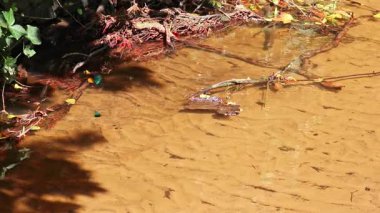 Yeşil yusufçuk çifti temiz nehir kıyısında uçarken nehir kıyısında çiftleşmek ve bir sonraki yusufçuk nesli ve yumurta birikintisini hazırlamak için uçarken kızböceğinin çiftleşme davranışlarını gösteriyor.