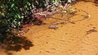 Yeşil yusufçuk çifti temiz nehir kıyısında uçarken nehir kıyısında çiftleşmek ve bir sonraki yusufçuk nesli ve yumurta birikintisini hazırlamak için uçarken kızböceğinin çiftleşme davranışlarını gösteriyor.