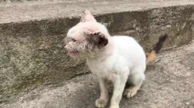Cildi kaşınan bir kedi videosu.