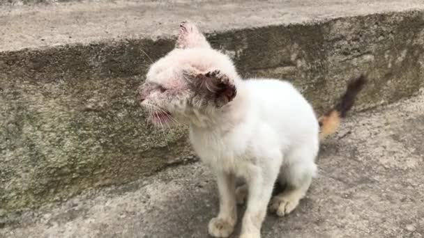 Βίντεο Μιας Γάτας Φαγούρα Στο Δέρμα — Αρχείο Βίντεο
