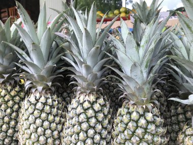 Geleneksel pazarda düzgünce düzenlenmiş taze ananas.