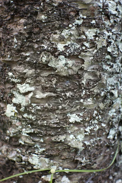 Tree Bark Texture Urban Areas — Stock Photo, Image