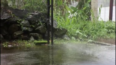 Su damlacıkları bir günde yağmurlu günlerde yolda kalırlar. Ağaç yaprağına yağmur damlaları.