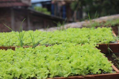 Bambudan yapılmış ve ekilmeye hazır, kutu içinde marul tohumları.
