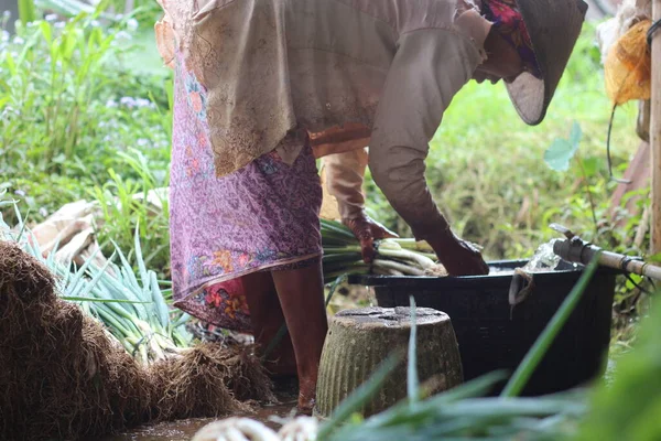 독보리 재배자는 뿌리에서 토양을 이하는 수행하고 — 스톡 사진