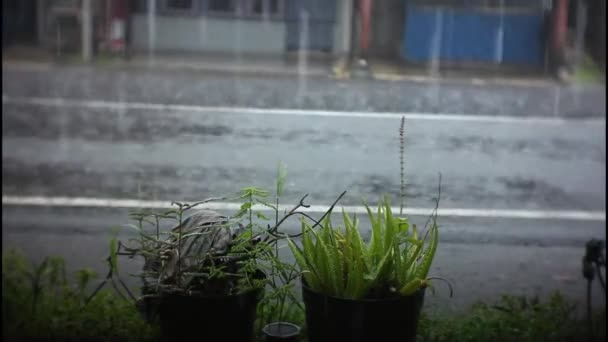 Σταγόνες Νερού Μένουν Στο Πράσινο Φύλλο Βροχερή Μέρα Της Ημέρας — Αρχείο Βίντεο