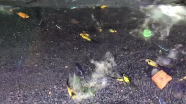低価格で耐久性のある水族館の観賞魚 — ストック動画