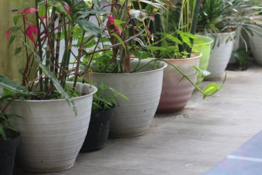 Yeşil yapraklı, doğal ışıklandırmalı küçük iç dekoratif bitki..