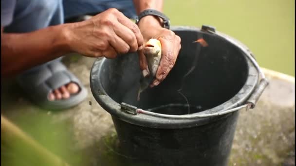 Process Removing Fishhook Mouth Fish — Vídeo de Stock