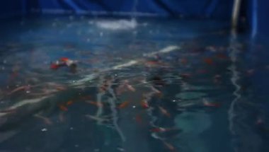 koi fish nursery in blue plastic tubs. fresh fish cultivation.