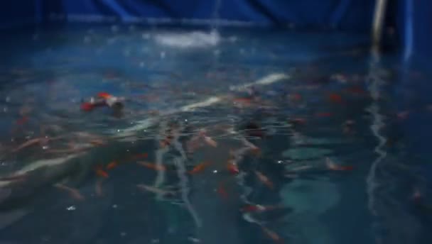 Koi Fish Nursery Blue Plastic Tubs Fresh Fish Cultivation — Stockvideo
