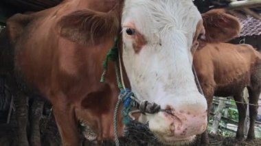 Kahverengi ve beyaz bir Limousin boğası bir mağarada duruyor ve saman yiyor. Çevre tarımı, Çin burcu, yılın sembolü..